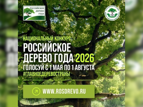 ️«Новооскольский великан» борется за звание «Российское дерево года 2026»